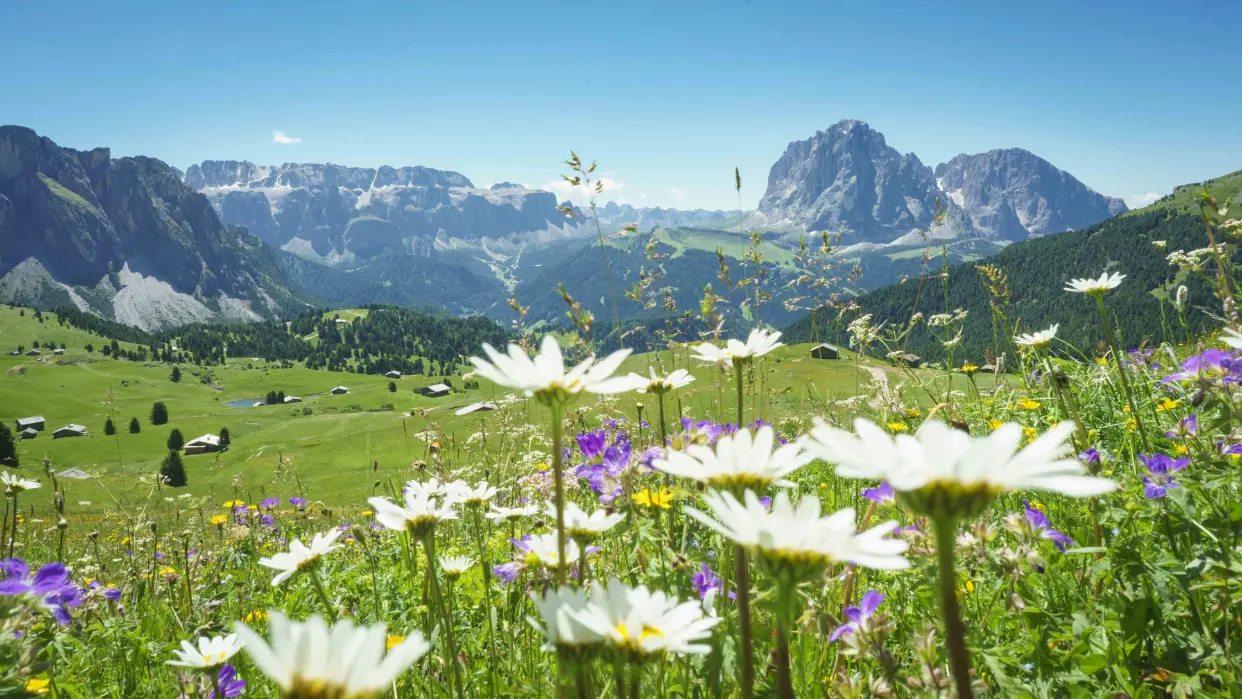 Bloemen in Val Gardena