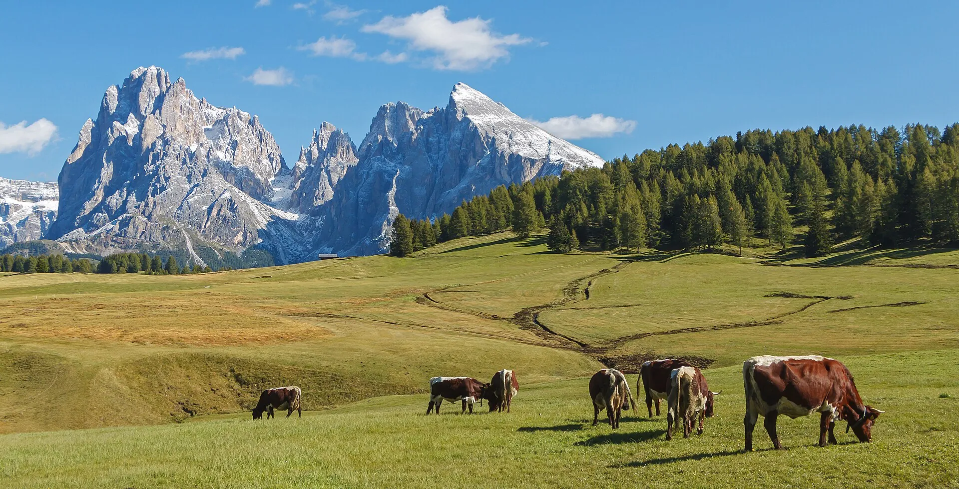 Koeien op de Seiser Alm met de Langkofel op de achtergrond