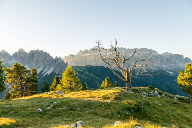 Steviola Val Gardena
