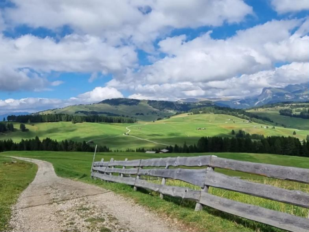 Bospad met wortels en gras tussen hoge naaldbomen – Stevia-trail naar Rifugio Juac, Val Gardena